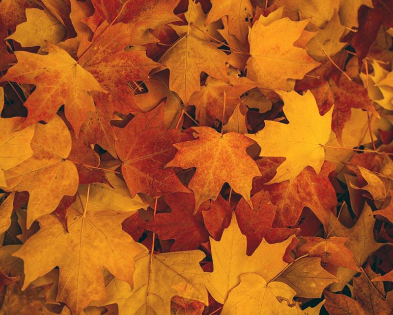 October Newsletter Header.jpg